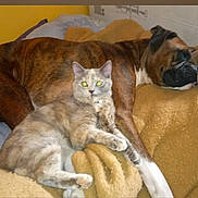 Luna Et Moana a rejoint le concours — aidez-le/la à gagner de superbes lots ! dog, cat, bed, blanket, resting, sleeping, animal, pet, cozy, feline, canine, indoor, domestic, friendship, companions, relaxation, brown, gray, soft, comfort