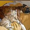 dog, cat, bed, blanket, resting, sleeping, animal, pet, cozy, feline, canine, indoor, domestic, friendship, companions, relaxation, brown, gray, soft, comfort