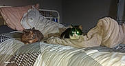 Luna Et Moana participe au concours pour gagner de l'argent avec cette photo : bed, blanket, cat, cats, cozy, domestic, feline, fur, glowing_eyes, home, indoor, night, pillow, quilt, resting, sleepy, soft, two_animals, warm, yellow_eyes