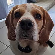 Mappy participe au concours pour gagner de l'argent avec cette photo : animal, beagle, close_up, collar, companion, couch, curtains, dog, domestic, ears, face, floor, fur, indoor, looking_up, nose, pet, tile, whiskers, window