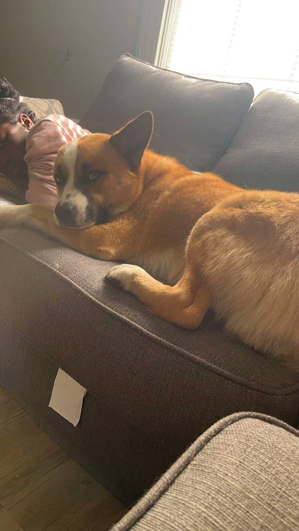 Kash Royce joined the competition — help win amazing prizes! brown, canidae, carnivore, comfort, companion_dog, couch, dog, dog_breed, fawn, flooring, hardwood, linens, nap, room, snout, sporting_group, tints_and_shades, whiskers, window, wood