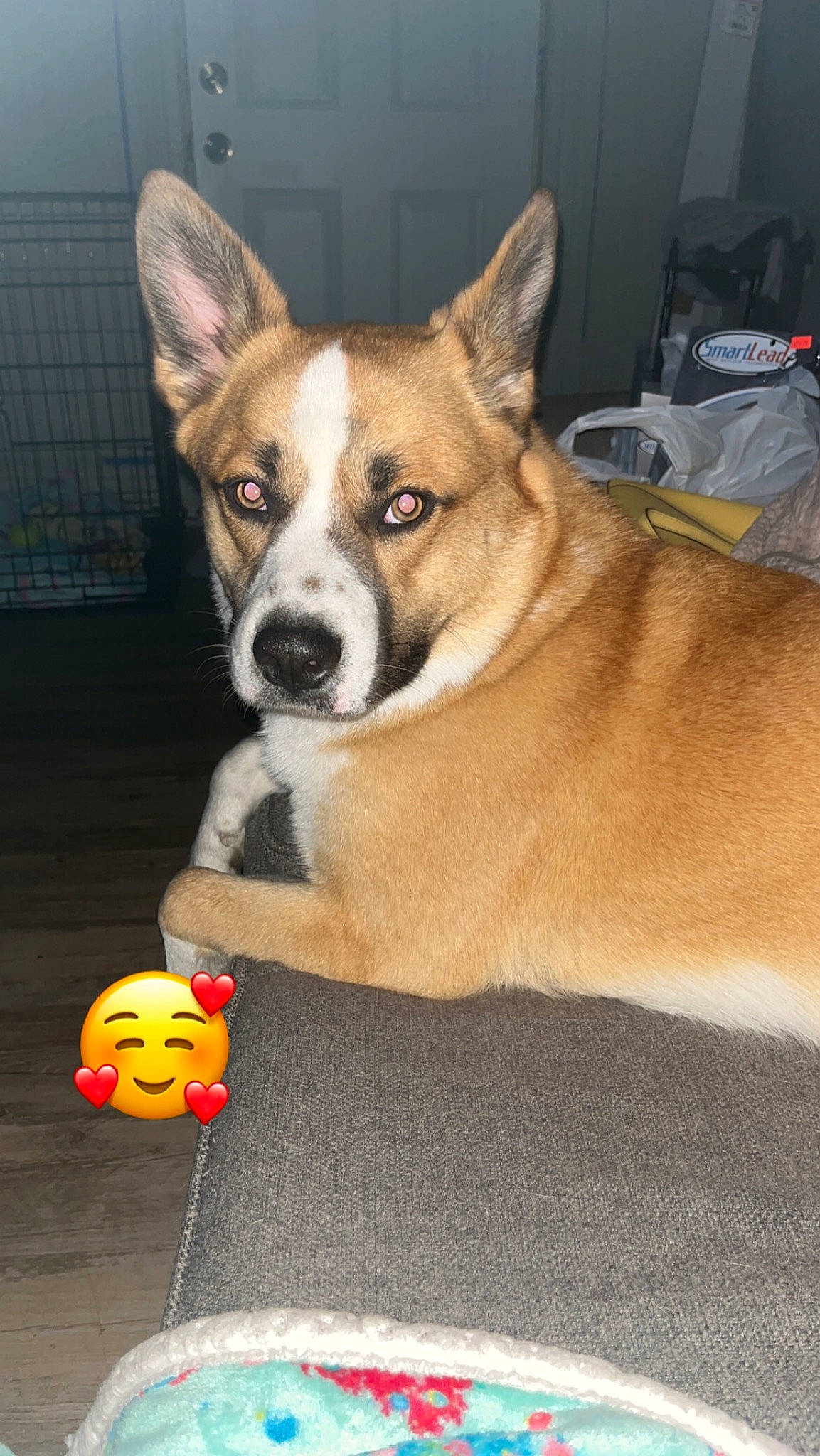 Kash Royce is registered to the contest to win money with this photo: ancient_dog_breeds, ball, carnivore, collar, companion_dog, dog, dog_breed, dog_supply, door, fawn, fur, non_sporting_group, snout, sporting_group, tail, whiskers, window, working_animal, working_dog