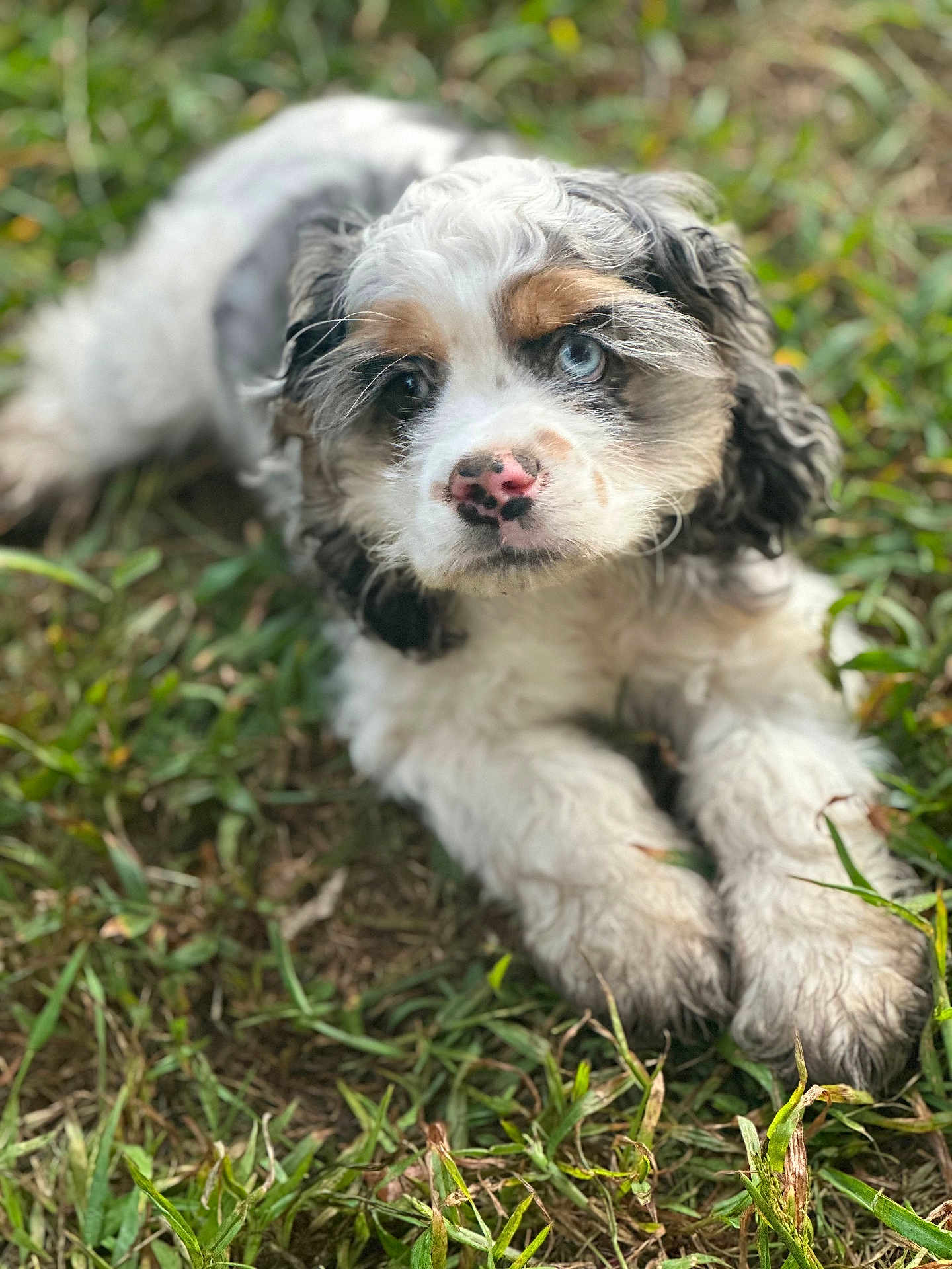Daisy joined the competition — help win amazing prizes! puppy, dog, grass, outdoor, animal, cute, fluffy, heterochromia, nose, fur, pet, nature, laying_down, closeup, young, mammal, adorable, eyes, portrait, relaxing