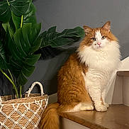 Pumbaa a rejoint le concours — aidez-le/la à gagner de superbes lots ! animal, basket, calm, cat, domestic_cat, feline, fluffy_cat, fur, gray_wall, green_leaves, houseplant, indoor, orange_cat, pet, sitting, stairs, tail, white_cat, wooden_stairs, woven_basket