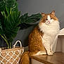animal, basket, calm, cat, domestic_cat, feline, fluffy_cat, fur, gray_wall, green_leaves, houseplant, indoor, orange_cat, pet, sitting, stairs, tail, white_cat, wooden_stairs, woven_basket
