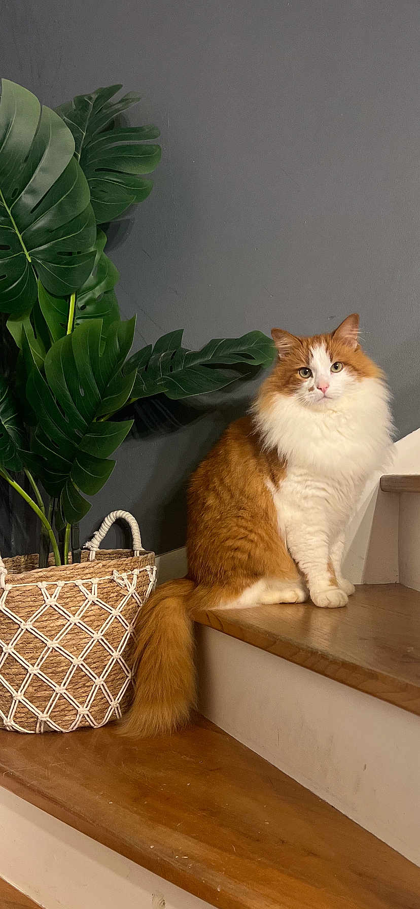 Pumbaa a rejoint le concours — aidez-le/la à gagner de superbes lots ! animal, basket, calm, cat, domestic_cat, feline, fluffy_cat, fur, gray_wall, green_leaves, houseplant, indoor, orange_cat, pet, sitting, stairs, tail, white_cat, wooden_stairs, woven_basket