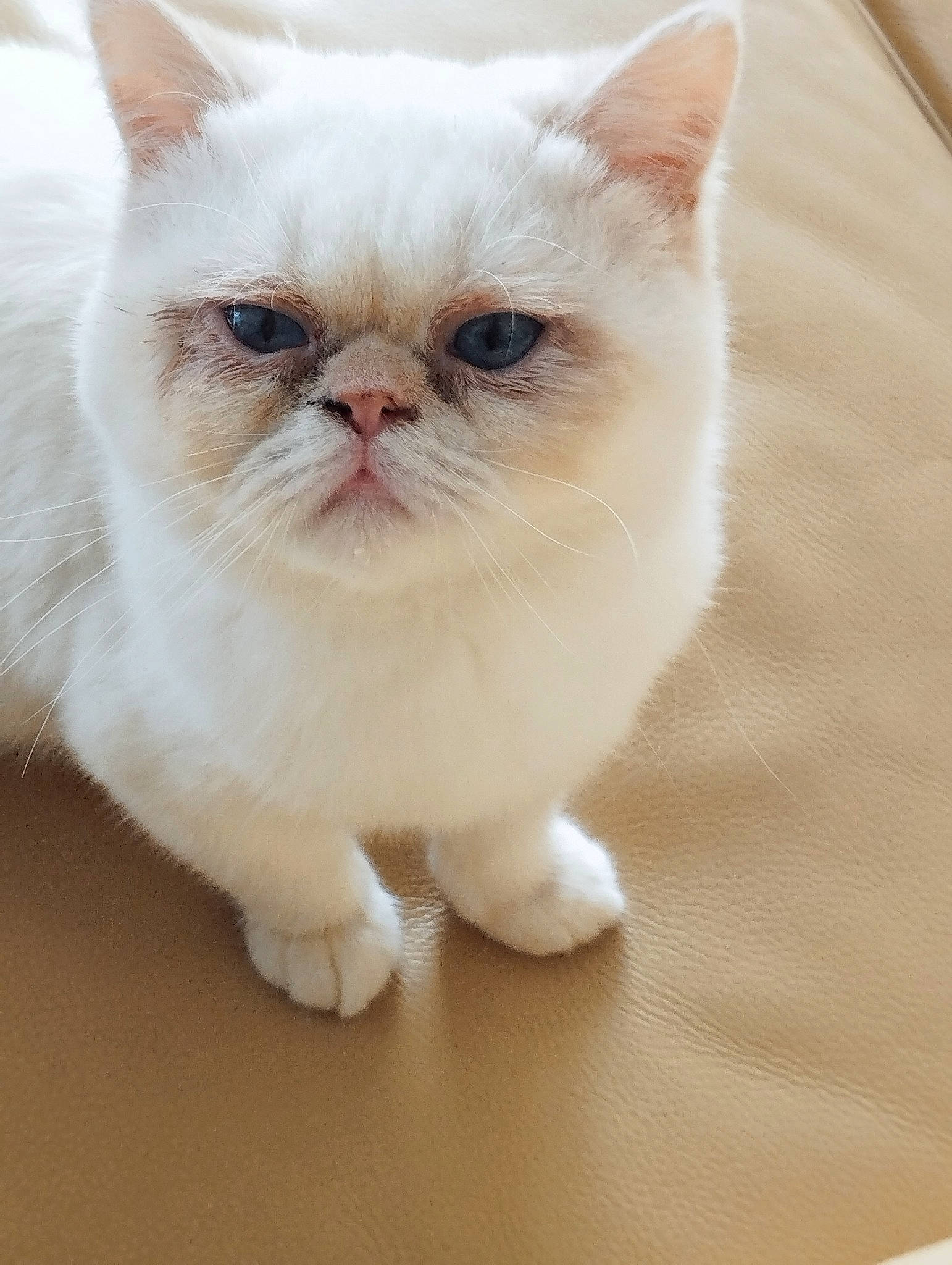 Taïki participe au concours pour gagner de l'argent avec cette photo : carnivore, cat, claw, domestic_short_haired_cat, fawn, felidae, flooring, foot, fur, hardwood, paw, photo_caption, sitting, small_to_medium_sized_cats, tail, terrestrial_animal, whiskers