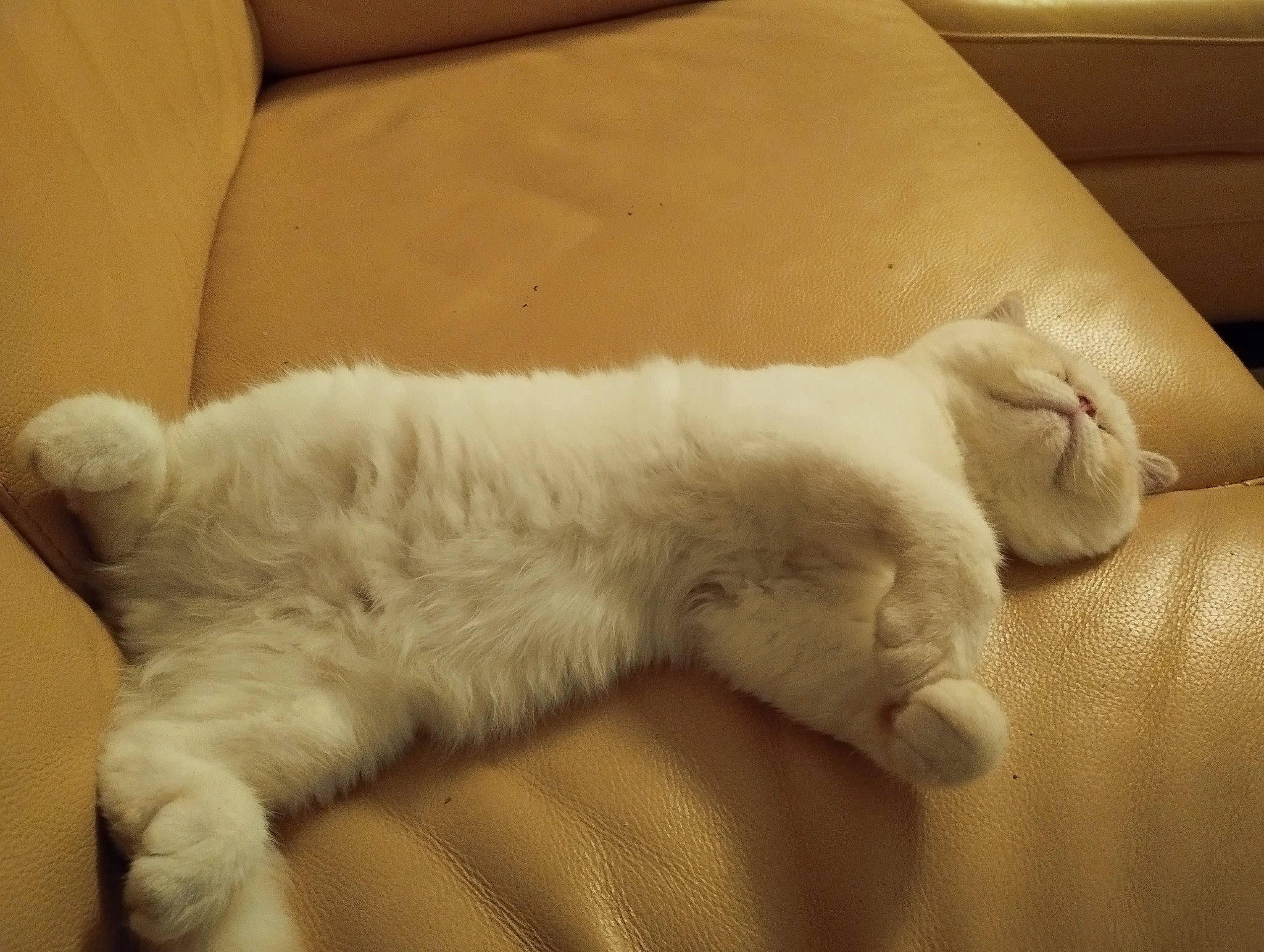 Taïki participe au concours pour gagner de l'argent avec cette photo : canidae, carnivore, cat, claw, comfort, domestic_short_haired_cat, fawn, felidae, fur, linens, nap, paw, room, sleep, small_to_medium_sized_cats, snout, tail, terrestrial_animal, whiskers