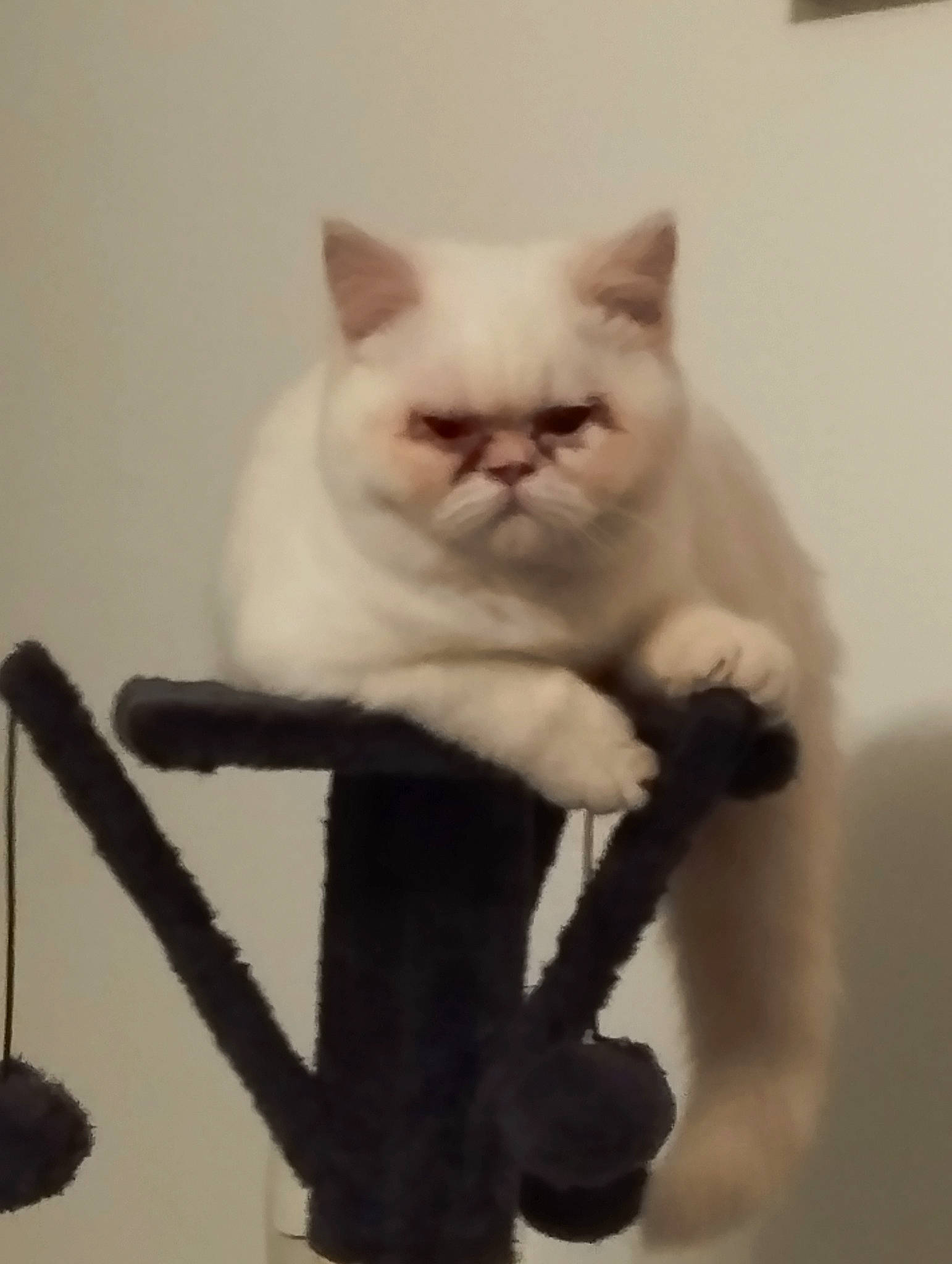 Taïki participe au concours pour gagner de l'argent avec cette photo : art, carnivore, cat, cat_supply, claw, comfort, domestic_short_haired_cat, fawn, felidae, fur, paw, sitting, small_to_medium_sized_cats, snout, tail, whiskers, wool, woven_fabric