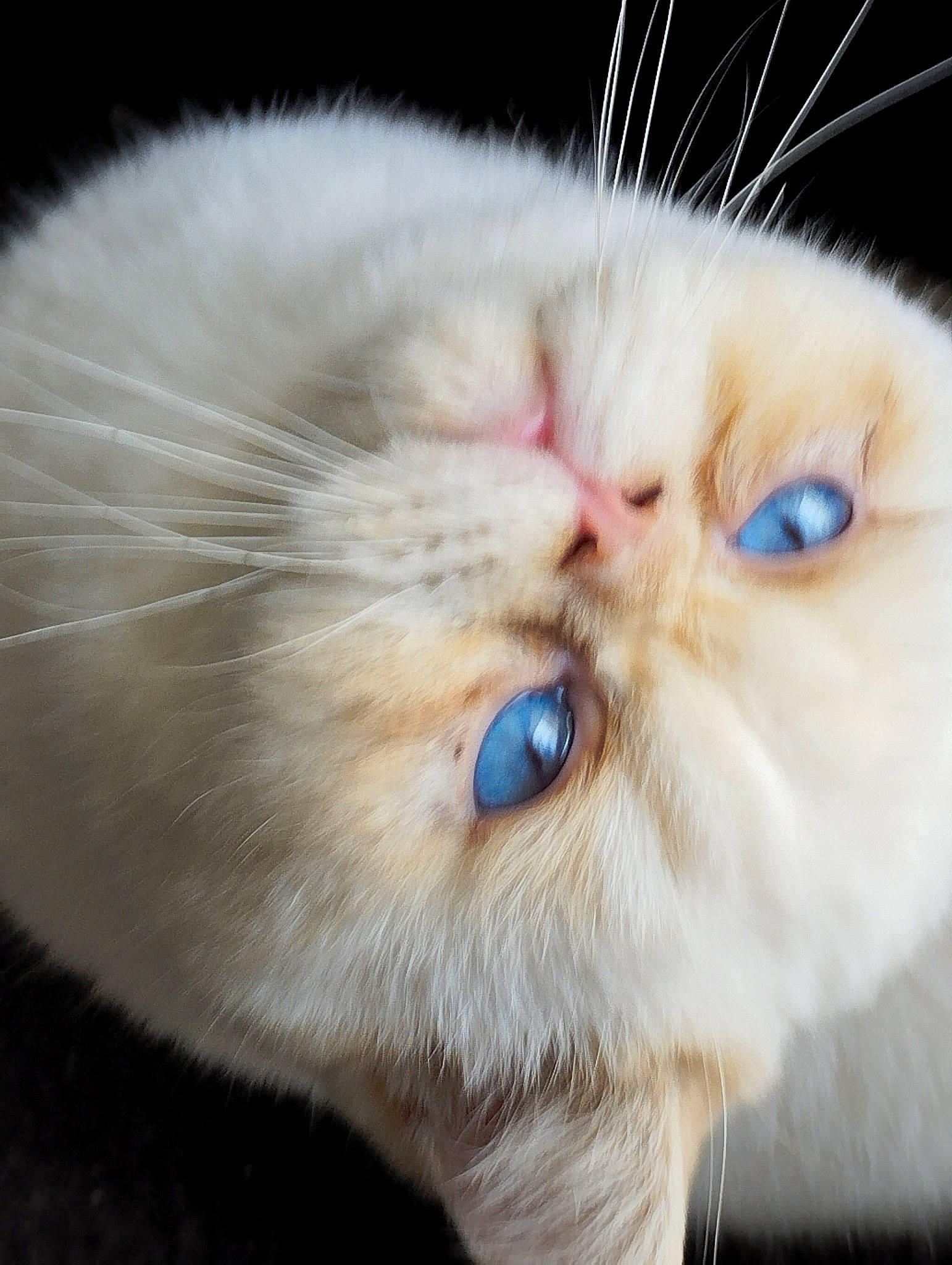 Taïki participe au concours pour gagner de l'argent avec cette photo : balinese, british_longhair, carnivore, cat, claw, domestic_short_haired_cat, fawn, felidae, fur, paw, persian, photo_caption, small_to_medium_sized_cats, snout, terrestrial_animal, whiskers