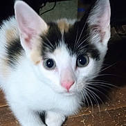 Fiesta joined the competition — help win amazing prizes! animal, calico, cat, close_up, curious, cute, domestic_cat, eyes, fur, indoor, kitten, mammal, pet, pink_nose, portrait, sitting, small, whiskers, wooden_floor, young_cat