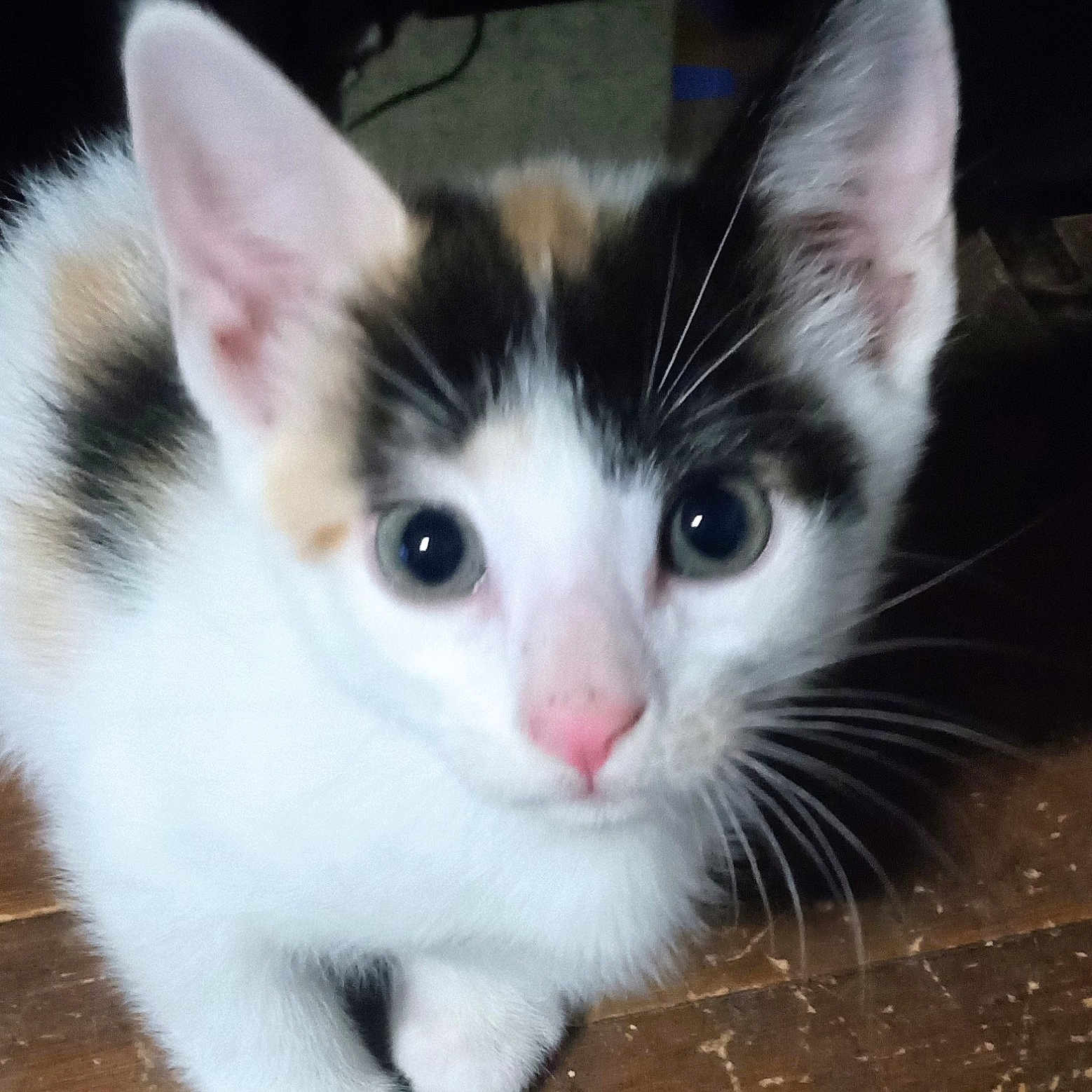 Fiesta joined the competition — help win amazing prizes! animal, calico, cat, close_up, curious, cute, domestic_cat, eyes, fur, indoor, kitten, mammal, pet, pink_nose, portrait, sitting, small, whiskers, wooden_floor, young_cat