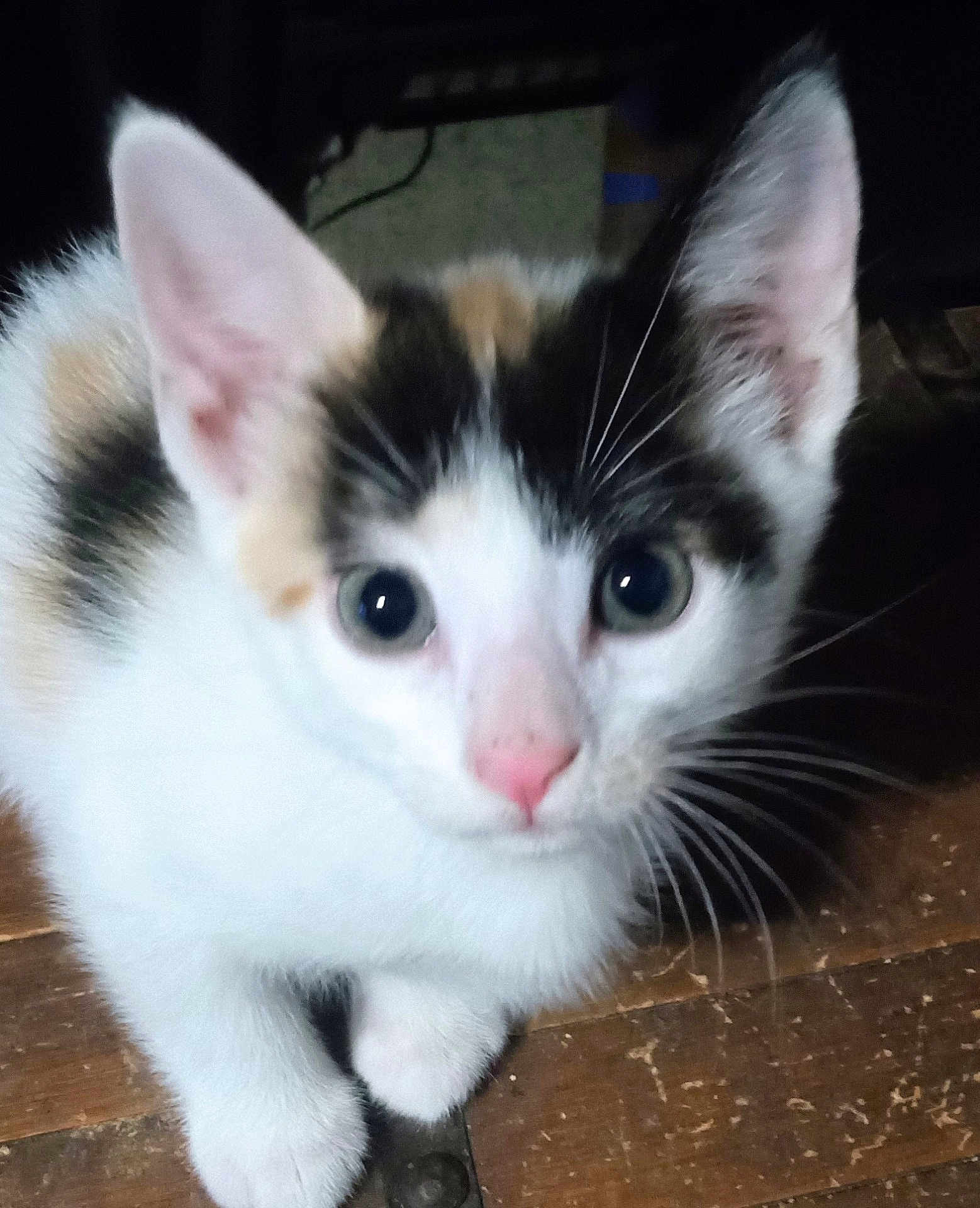 Fiesta joined the competition — help win amazing prizes! animal, calico, cat, close_up, curious, cute, domestic_cat, eyes, fur, indoor, kitten, mammal, pet, pink_nose, portrait, sitting, small, whiskers, wooden_floor, young_cat