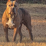 King joined the competition — help win amazing prizes! dog, canine, outdoor, grass, chain_link_fence, brown_coat, alert, standing, collar, muscular, pet, animal, sunlight, yard, guard, ears_cropped, gold_chain, nature, watchful, domestic_animal