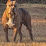dog, canine, outdoor, grass, chain_link_fence, brown_coat, alert, standing, collar, muscular, pet, animal, sunlight, yard, guard, ears_cropped, gold_chain, nature, watchful, domestic_animal