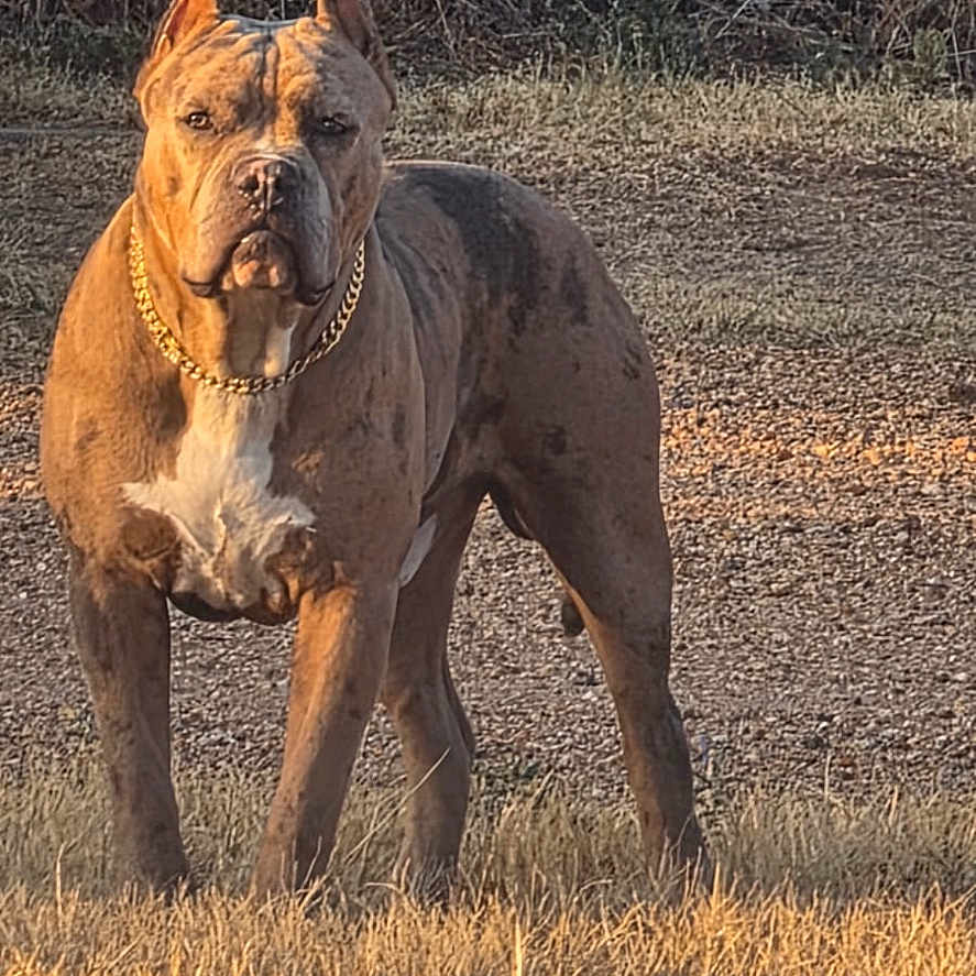 King
