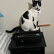 Maxie joined the competition — help win amazing prizes! cat, black_and_white, pet, nightstand, bedroom, furniture, indoor, sitting, curious, animal, domestic_animal, collar, feline, paw, tail, carpet, wall, bed, blanket, room