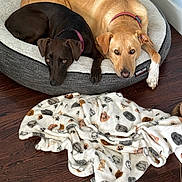 Obi-Wan Kenobi joined the competition — help win amazing prizes! dog, pets, dog_bed, brown_dog, golden_dog, collar, floor, blanket, cat_pattern, wood_floor, indoor, cozy, resting, cute, animal, companionship, relaxation, fur, laying, gaze