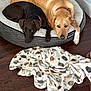 dog, pets, dog_bed, brown_dog, golden_dog, collar, floor, blanket, cat_pattern, wood_floor, indoor, cozy, resting, cute, animal, companionship, relaxation, fur, laying, gaze