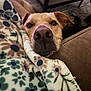 Obi-Wan Kenobi is registered to the contest to win money with this photo: dog, blanket, floral_pattern, couch, indoor, pet, cozy, resting, closeup, animal, nose, fur, ears, comfort, home, soft, relaxation, curious, brown, living_room