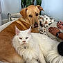 Obi-Wan Kenobi is registered to the contest to win money with this photo: dog, cat, pet, fluffy_cat, golden_brown_dog, bed, blanket, plant, indoor, cozy, relaxed, home, furry, animal, companion, person_hands, watch, nail_polish, couch, domestic