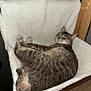 animal, cat, chair, comfortable, cozy, cute, feline, fluffy, fur, hammock, home, indoor, paw, pet, relaxed, resting, sleeping, tabby, whiskers, wooden