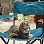 Vegas participe au concours pour gagner de l'argent avec cette photo : animal, box, bucket, camping_chair, cat, chair, collar, concrete_floor, curious, fabric, feline, garage, gray, indoor, pet, resting, striped, tabby_cat, teal, workshop