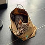 Vegas a rejoint le concours — aidez-le/la à gagner de superbes lots ! animal, cat, cozy, curious, domestic_animal, ears, floor, glass_door, gray_cat, home, indoor, looking, natural_light, paper_bag, pet, shadow, sitting, tile_floor, whiskers, window