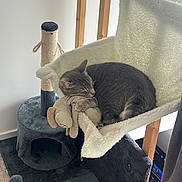 Vegas a rejoint le concours — aidez-le/la à gagner de superbes lots ! animal, cat, cat_tree, cozy, cushion, cute, fur, furniture, gray_tabby, hammock, home, indoor, pet, plush_toy, quiet, relaxed, resting, sleeping, soft_texture, wooden_frame