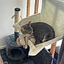 animal, cat, cat_tree, cozy, cushion, cute, fur, furniture, gray_tabby, hammock, home, indoor, pet, plush_toy, quiet, relaxed, resting, sleeping, soft_texture, wooden_frame