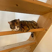 Nalah participe au concours pour gagner de l'argent avec cette photo : animal, calm, cat, cozy, domestic, feline, fur, home, house, indoor, paw, pet, railing, relaxed, resting, sleepy, staircase, tabby_cat, wood, wooden_stairs