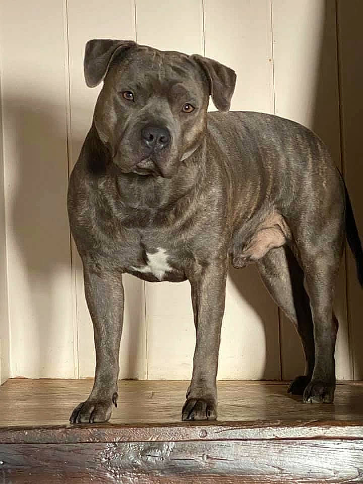 Lazar participe au concours pour gagner de l'argent avec cette photo : ancient_dog_breeds, canidae, carnivore, companion_dog, dog, dog_breed, fawn, liver, molosser, non_sporting_group, puppy, snout, sporting_group, tail, terrestrial_animal, whiskers, wood, working_animal, working_dog, wrinkle