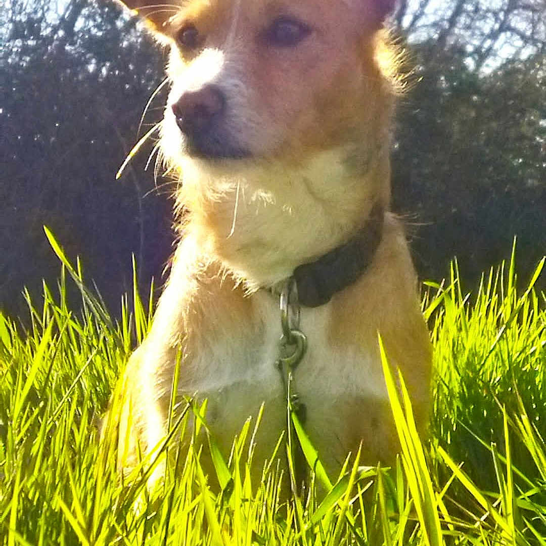 Robin a rejoint le concours — aidez-le/la à gagner de superbes lots ! alert, animal, background, bright, canine, collar, daytime, dog, ears, field, fur, grass, greenery, leash, looking_away, nature, outdoor, pet, sunlight, trees