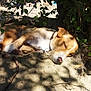 Robin participe au concours pour gagner de l'argent avec cette photo : dog, sleeping, outdoor, shade, sand, leaves, nature, pet, canine, collar, resting, sunlight, peaceful, animal, relaxation, quiet, daytime, brown, white, paw