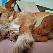Robin participe au concours pour gagner de l'argent avec cette photo : dog, sleeping, bed, paw, fur, closeup, resting, indoors, canine, pet, cozy, relaxed, animal, cute, brown, white, soft, comfort, portrait, laying_down