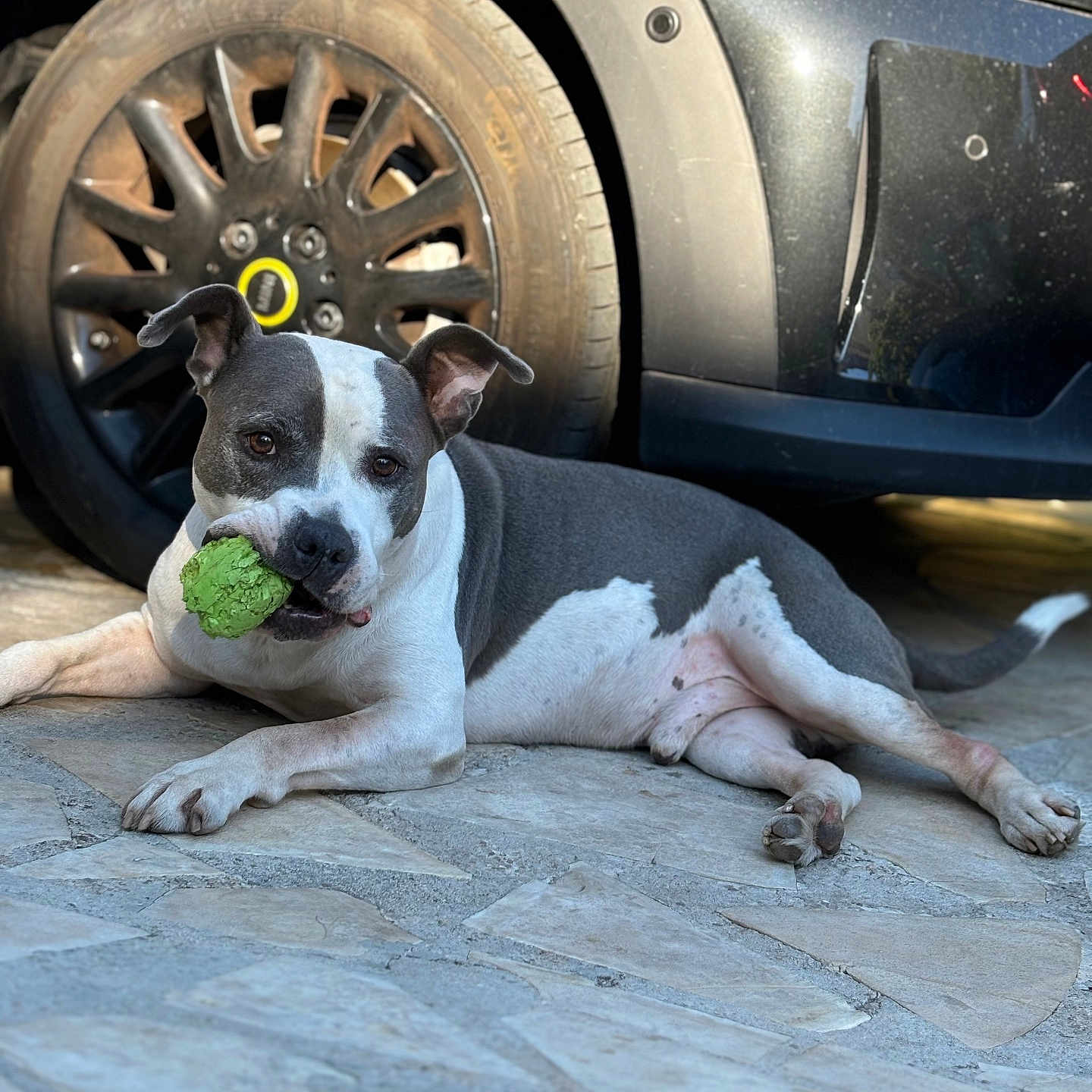 Oslo a rejoint le concours — aidez-le/la à gagner de superbes lots ! alloywheel, animal, ball, bulldog, canine, car, carwheel, dog, machine, pet, puppy, sphere, spoke, sport, tennis, tennisball, tire, transportation, vehicle, wheel