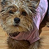 Royalty joined the competition — help win amazing prizes! dog, small_dog, pet, pink_shirt, wooden_floor, fur, ears, cute, looking_up, lying_down, canine, animal, domestic_animal, adorable, furry, indoor, companion, mammal, friendly, playful