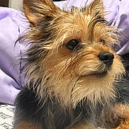 Royalty joined the competition — help win amazing prizes! dog, pet, close_up, fur, ears, bed, blanket, indoor, cute, animal, canine, resting, portrait, muzzle, whiskers, brown, black, furry, small_dog, curious