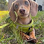 Pinto Bean joined the competition — help win amazing prizes! puppy, dog, dachshund, grass, green_harness, outdoor, pet, cute, animal, young_dog, nature, playful, small_dog, ears, snout, whiskers, daylight, leash, closeup, background