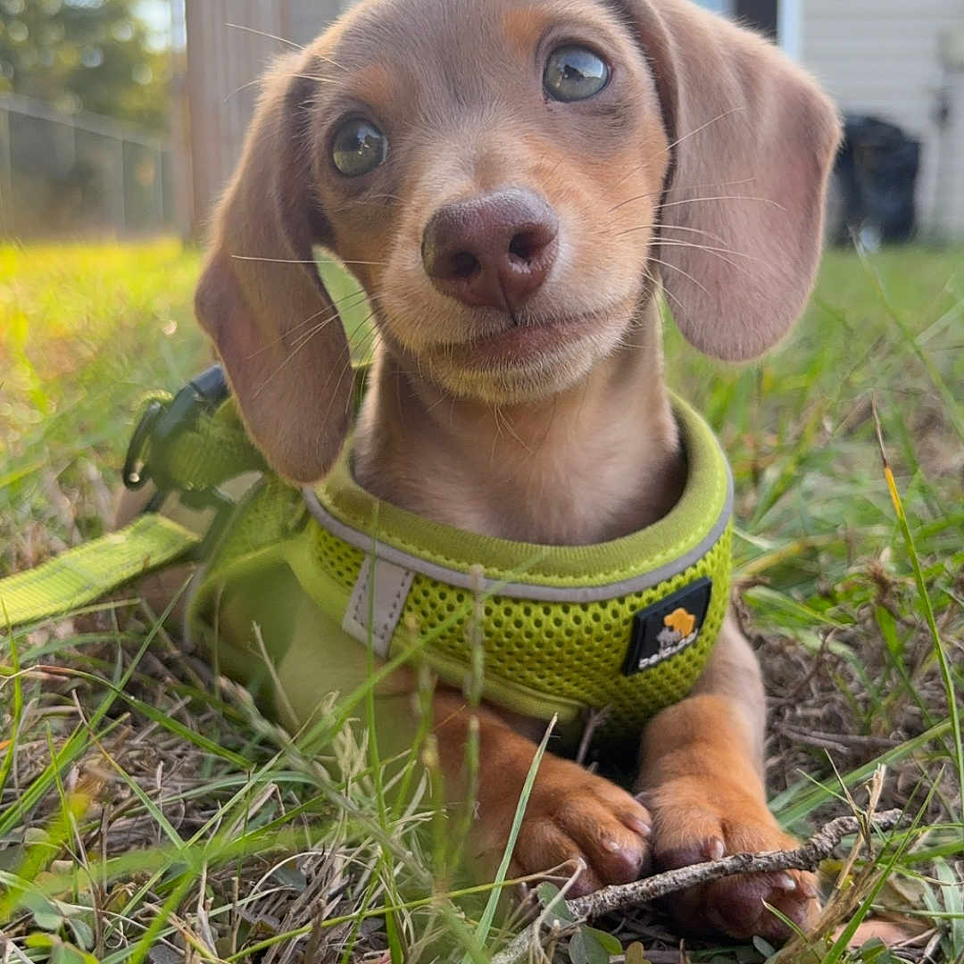 Pinto Bean joined the competition — help win amazing prizes! animal, background, closeup, cute, dachshund, daylight, dog, ears, grass, green_harness, leash, nature, outdoor, pet, playful, puppy, small_dog, snout, whiskers, young_dog