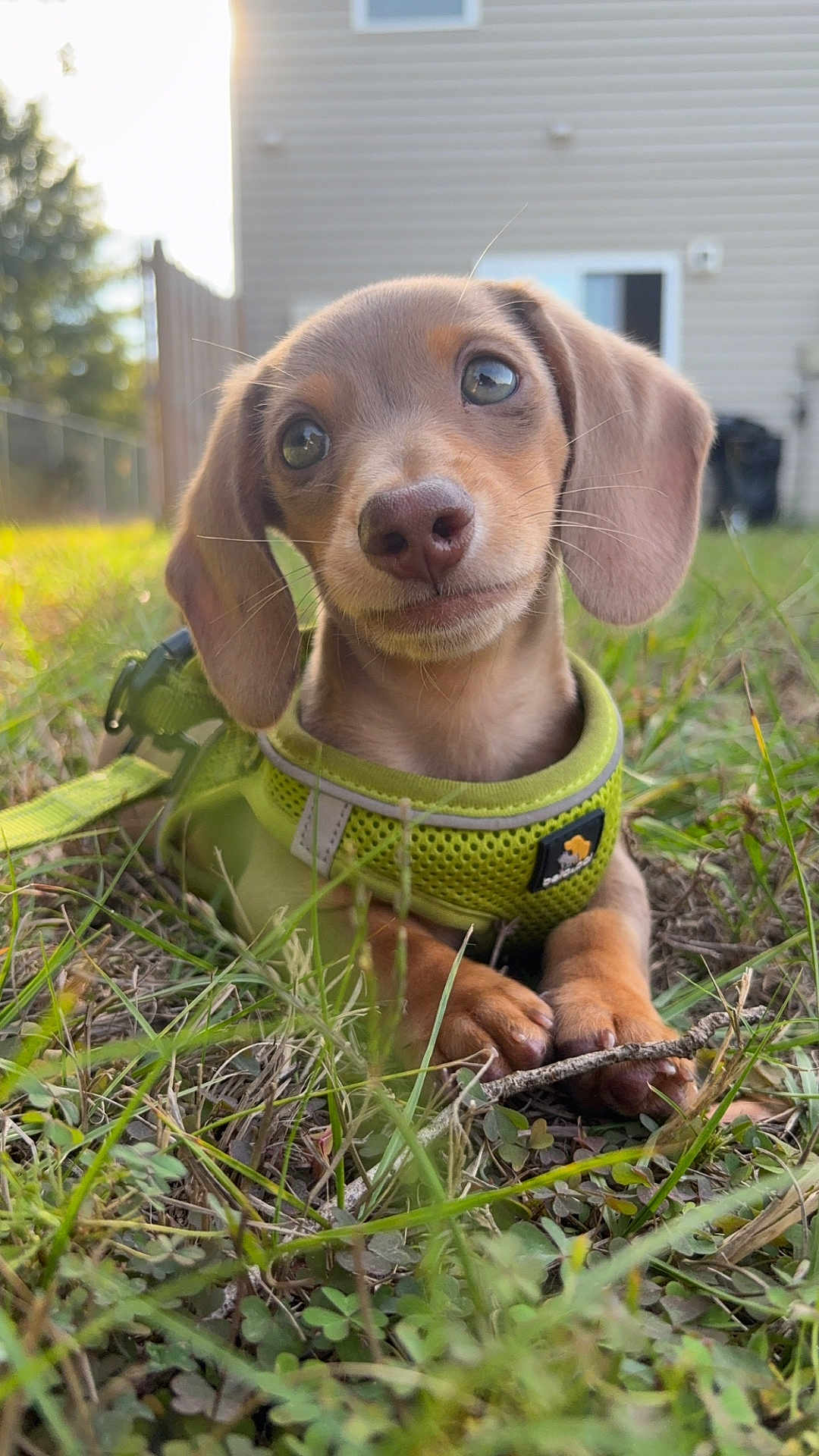 Pinto Bean joined the competition — help win amazing prizes! puppy, dog, dachshund, grass, green_harness, outdoor, pet, cute, animal, young_dog, nature, playful, small_dog, ears, snout, whiskers, daylight, leash, closeup, background