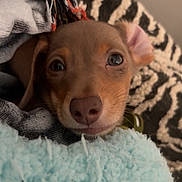 Pinto Bean is registered to the contest to win money with this photo: puppy, dog, blanket, cozy, close_up, cute, soft, ears, snuggle, pet, indoor, fur, face, young, animal, comfort, resting, warm, brown, sleepy