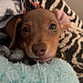 puppy, dog, blanket, cozy, close_up, cute, soft, ears, snuggle, pet, indoor, fur, face, young, animal, comfort, resting, warm, brown, sleepy