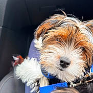 Versace is registered to the contest to win money with this photo: dog, puppy, small_dog, scruffy_fur, brown_fur, white_fur, black_fur, blue_harness, car, car_interior, pet, animal, close_up, portrait, looking_at_camera, nose, floppy_ears, seated, travel, cute