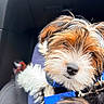 dog, puppy, small_dog, scruffy_fur, brown_fur, white_fur, black_fur, blue_harness, car, car_interior, pet, animal, close_up, portrait, looking_at_camera, nose, floppy_ears, seated, travel, cute