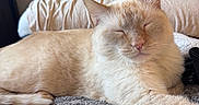Oliver is registered to the contest to win money with this photo: animal, bed, blanket, cat, closeup, comfort, cozy, cream_colored, cute, feline, fur, home, indoor, pet, pillow, relaxed, resting, sleeping, soft, whiskers