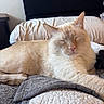 cat, cream_colored, sleeping, bed, blanket, pillow, indoor, feline, pet, resting, cozy, fur, whiskers, relaxed, home, soft, cute, animal, comfort, closeup