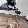 Oliver joined the competition — help win amazing prizes! cat, black_cat, light_cat, floor, wooden_floor, chair, stool, pet_carrier, towel, indoor, wall, home, pet, animal, relaxed, curious, feline, domestic_cat, sitting, lying