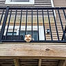Oliver joined the competition — help win amazing prizes! cat, balcony, railing, window, house, wood, exterior, metal, curious, animal, pet, outdoor, architecture, cream_colored, fence, building, daylight, looking_down, domestic_cat, siding
