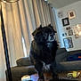 Vinnie is registered to the contest to win money with this photo: black_dog, cozy, curtains, dog, domestic_animal, ears, framed_pictures, fur, furniture, indoor, lamp, living_room, pet, remote_control, side_view, small_dog, sofa, table, wireless_earbuds, wooden_table